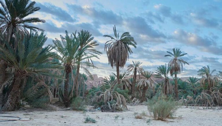 Palm trees beneath a blue and clouded sky