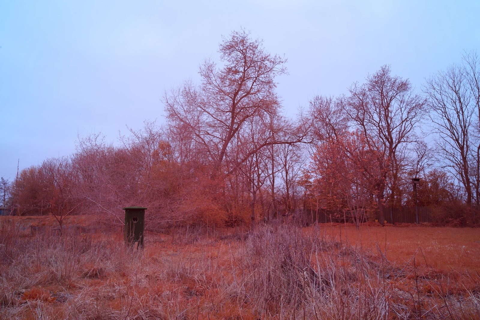 Infrared garden landscape from Landscapes in Motion